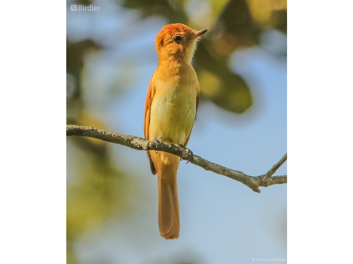 Casiornis rufus