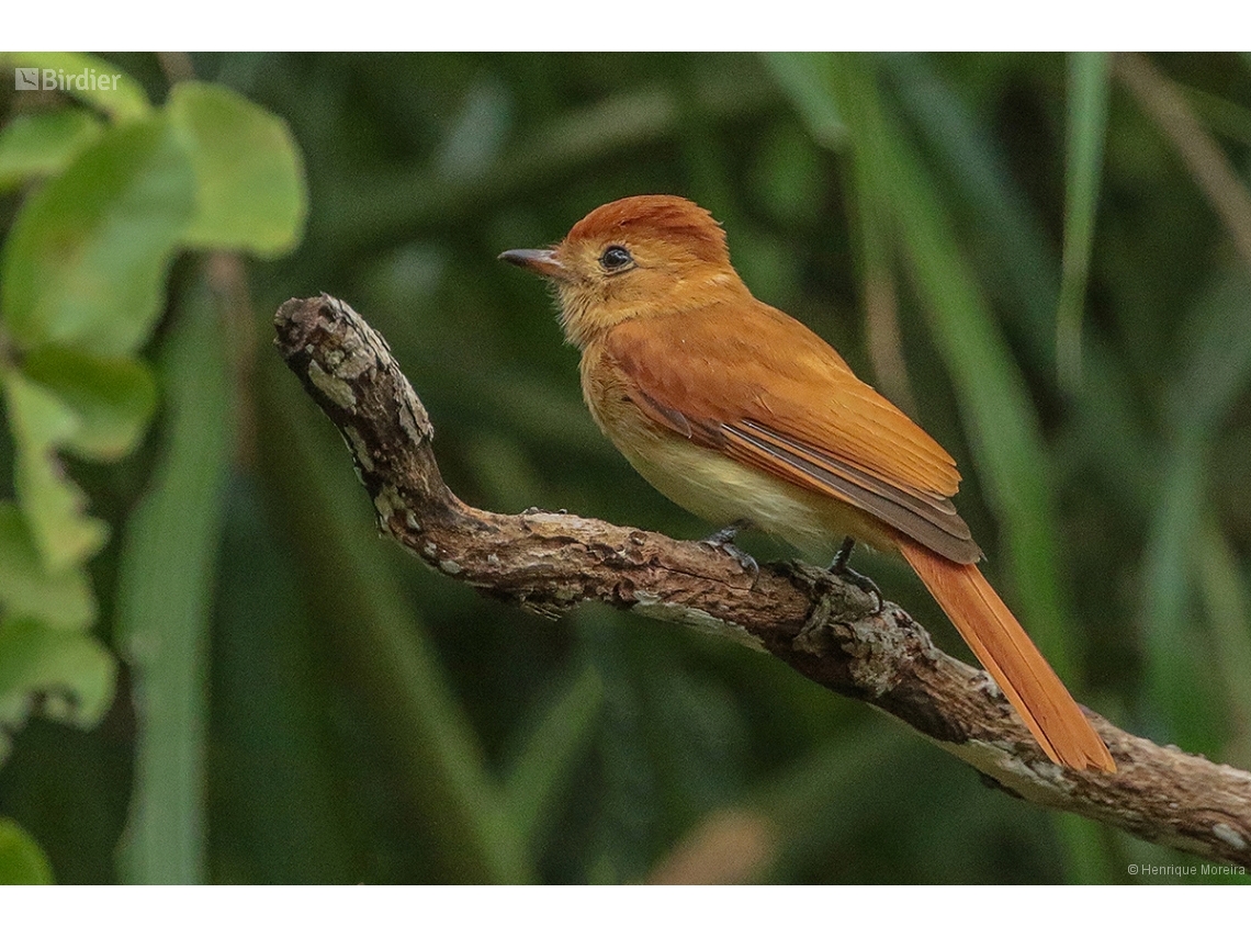 Casiornis rufus