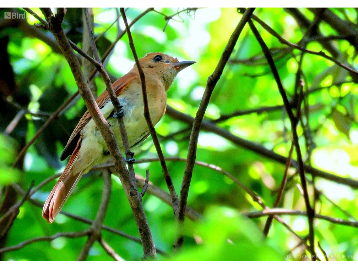 Casiornis rufus
