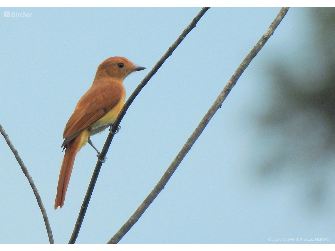 Casiornis rufus