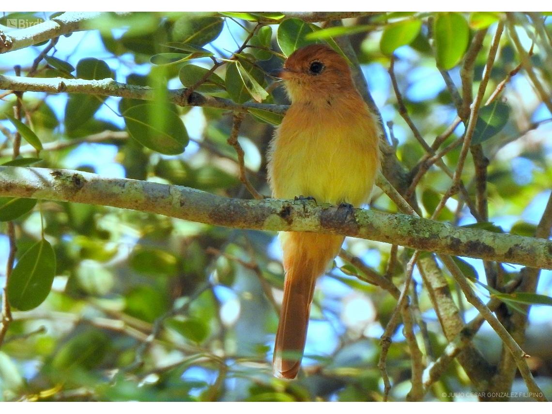 Casiornis rufus