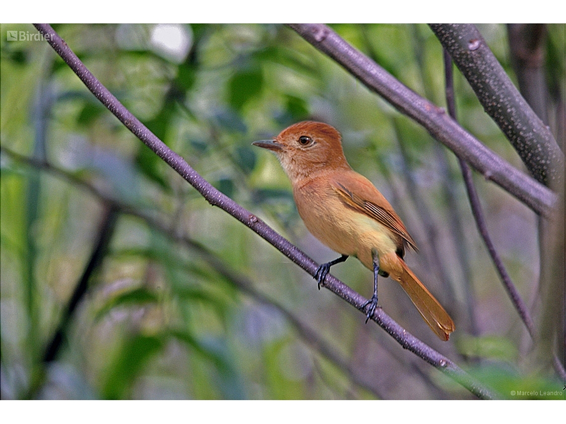 Casiornis rufus