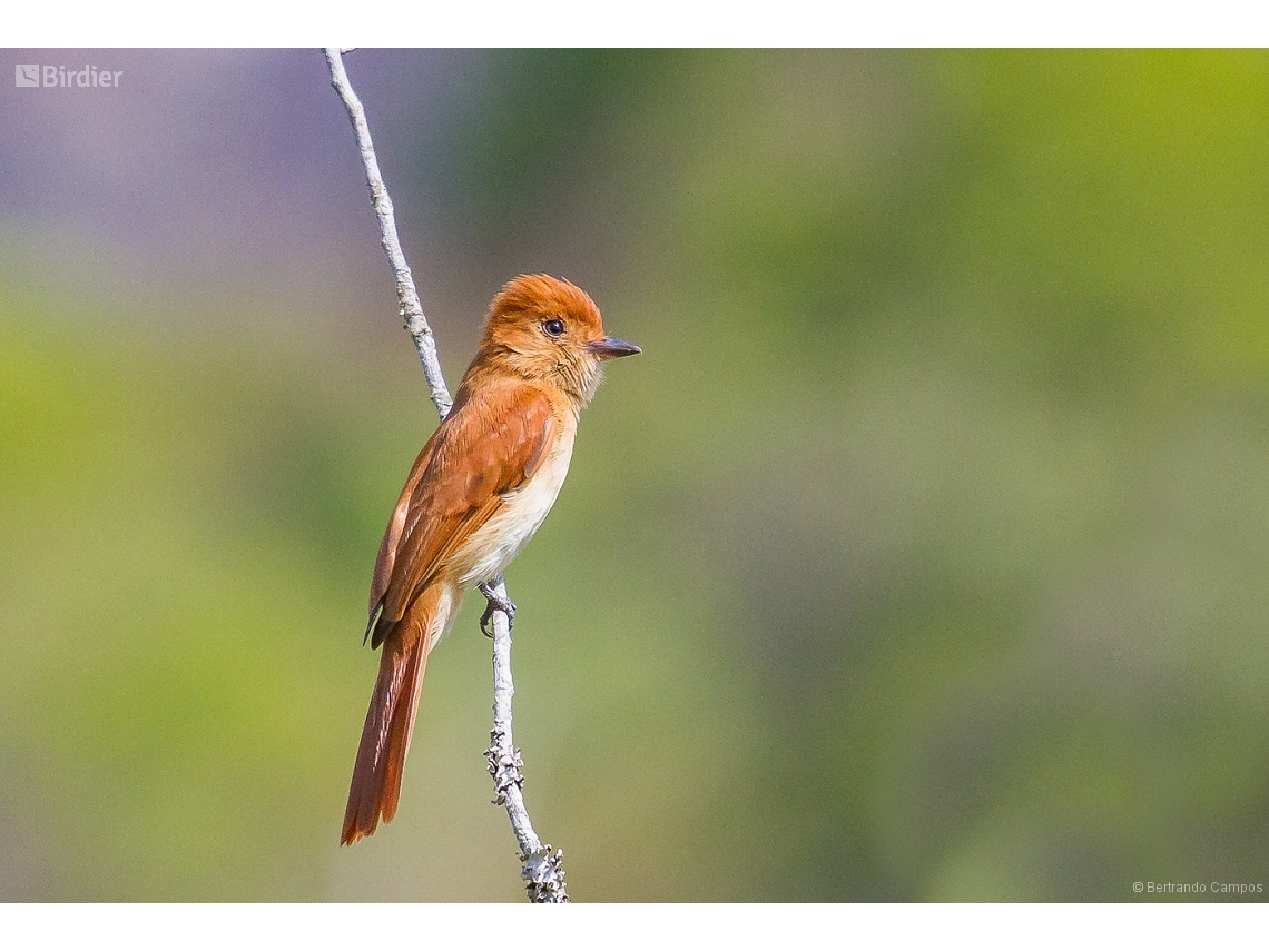 Casiornis rufus