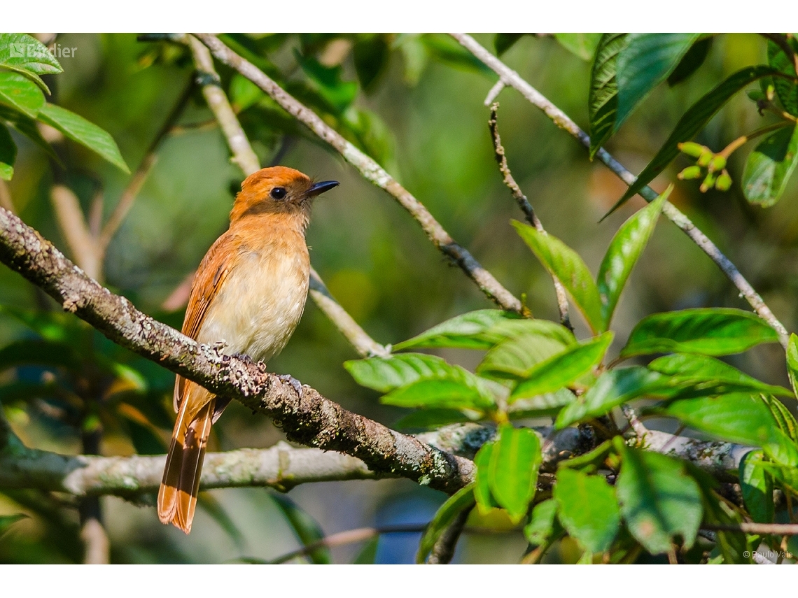 Casiornis rufus