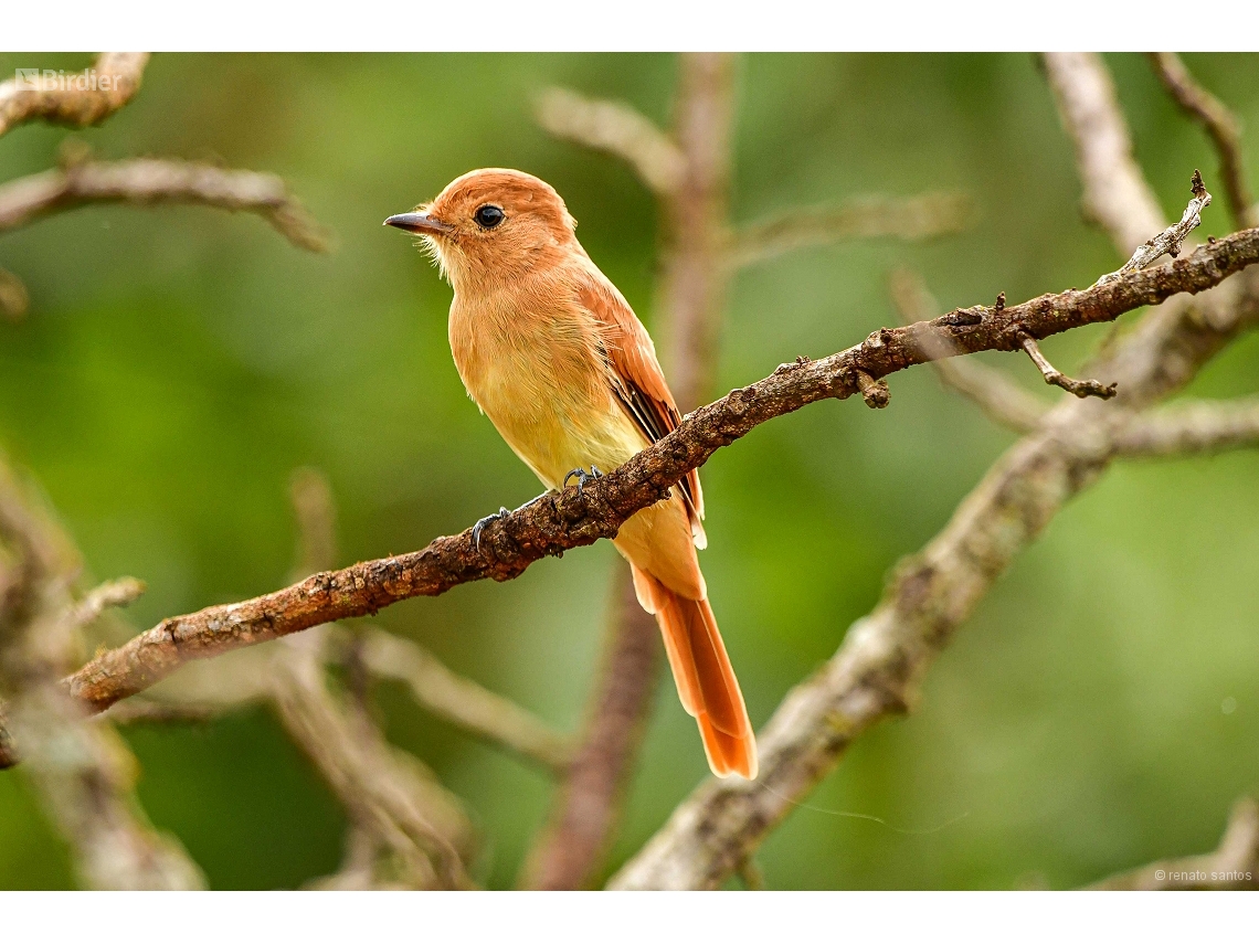 Casiornis rufus