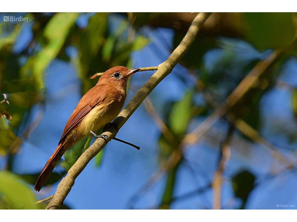 Casiornis rufus