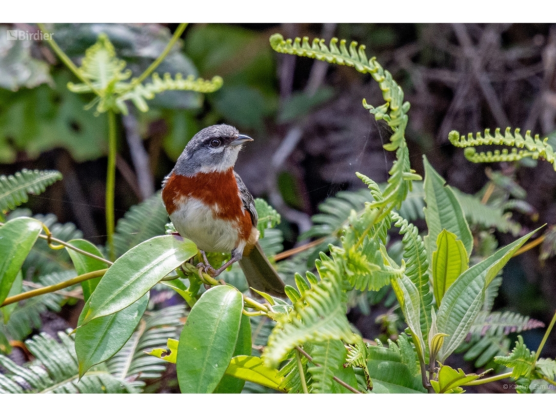 Castanozoster thoracicus