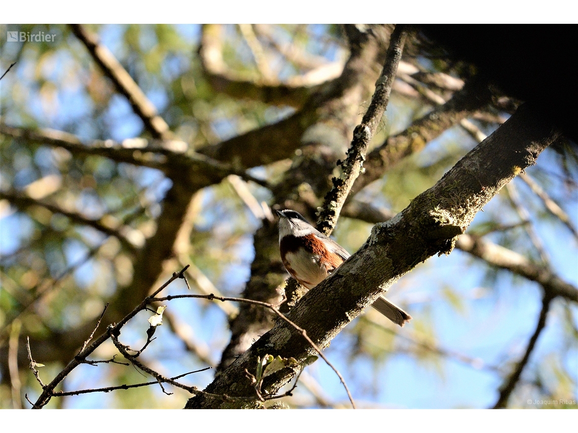 Castanozoster thoracicus