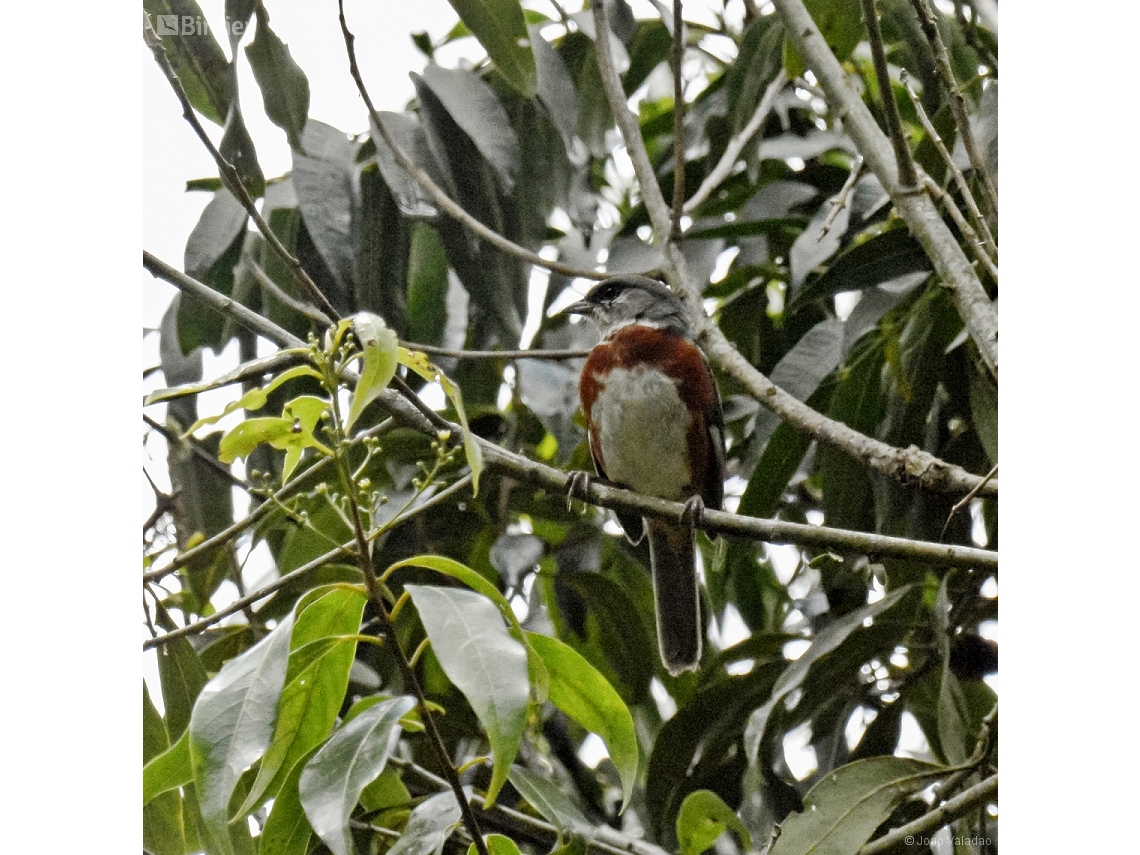 Castanozoster thoracicus