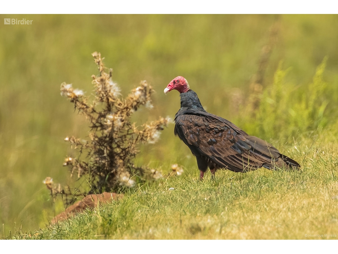 Cathartes aura