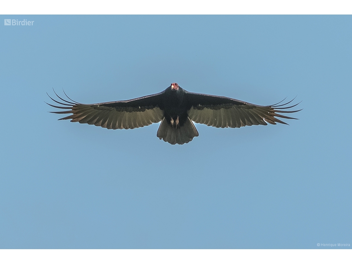 Cathartes aura