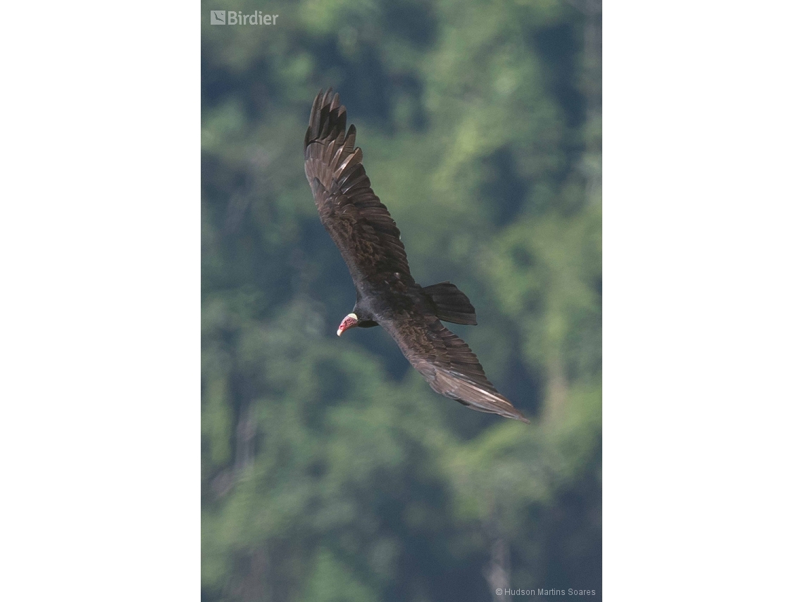 Cathartes aura