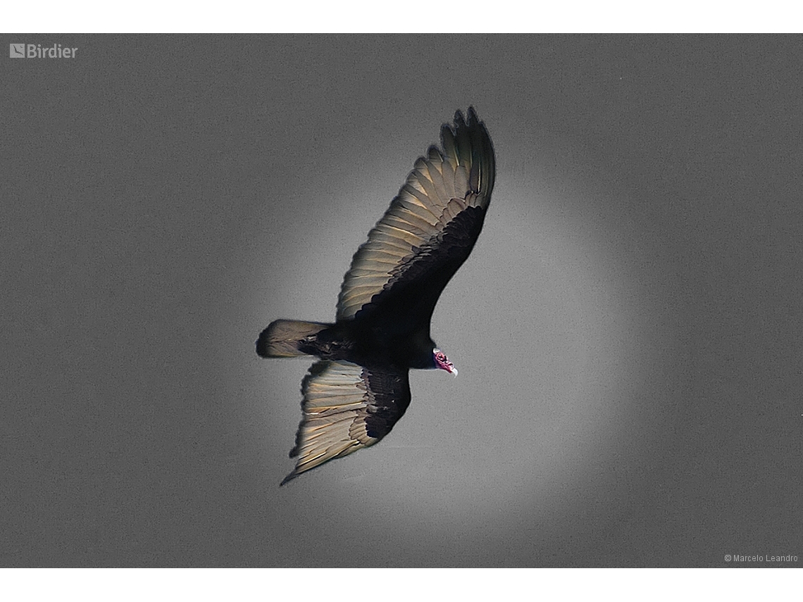 Cathartes aura