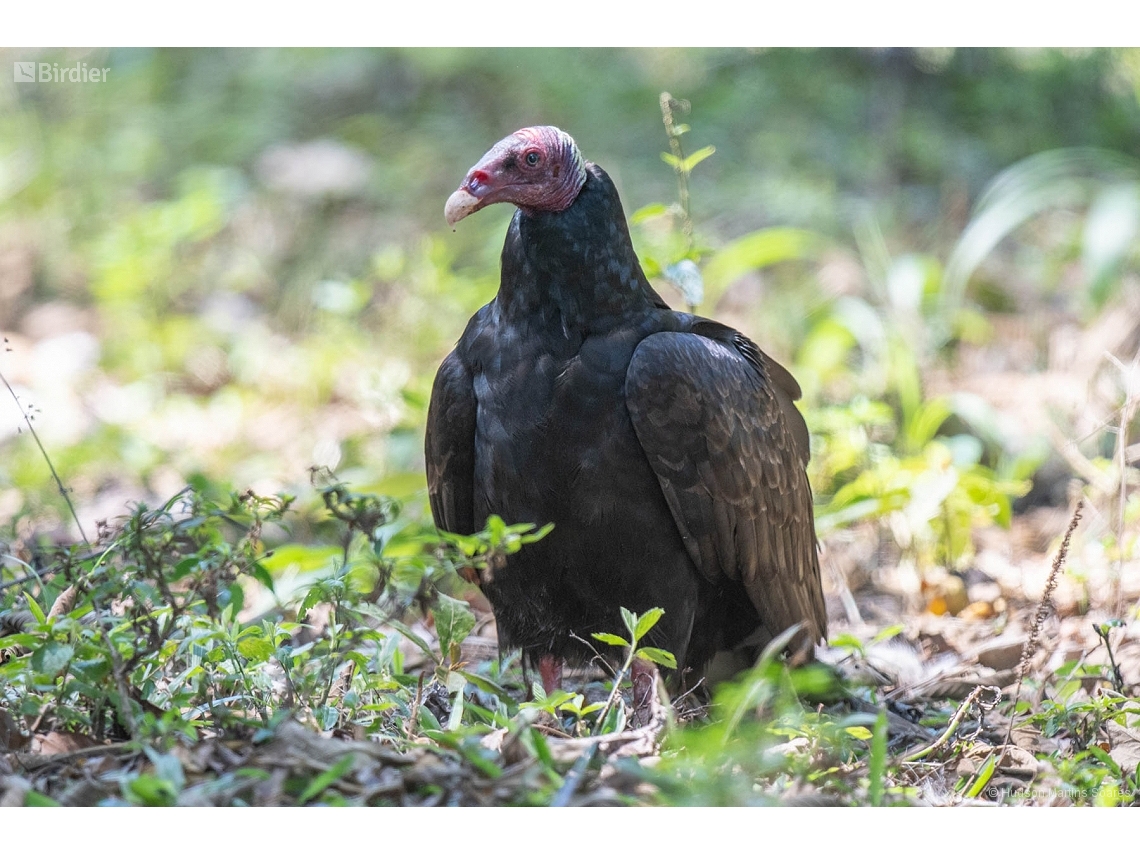 Cathartes aura