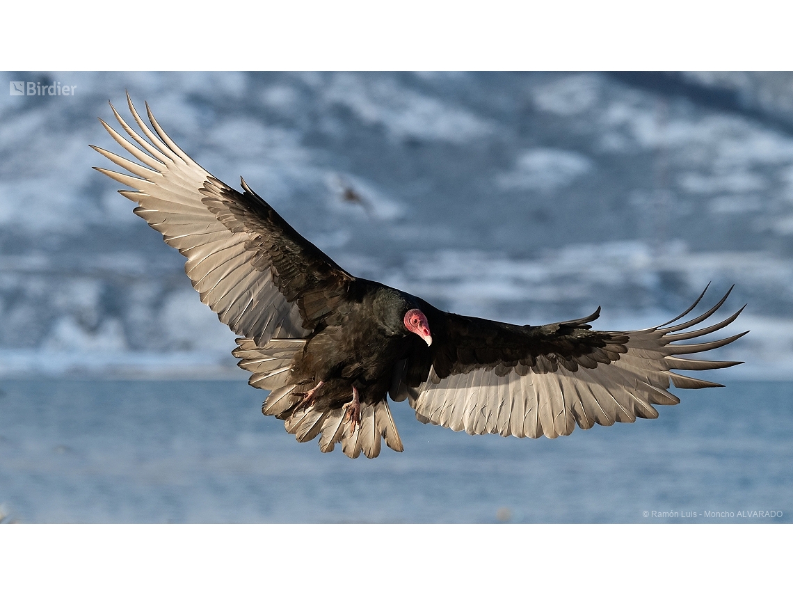 Cathartes aura