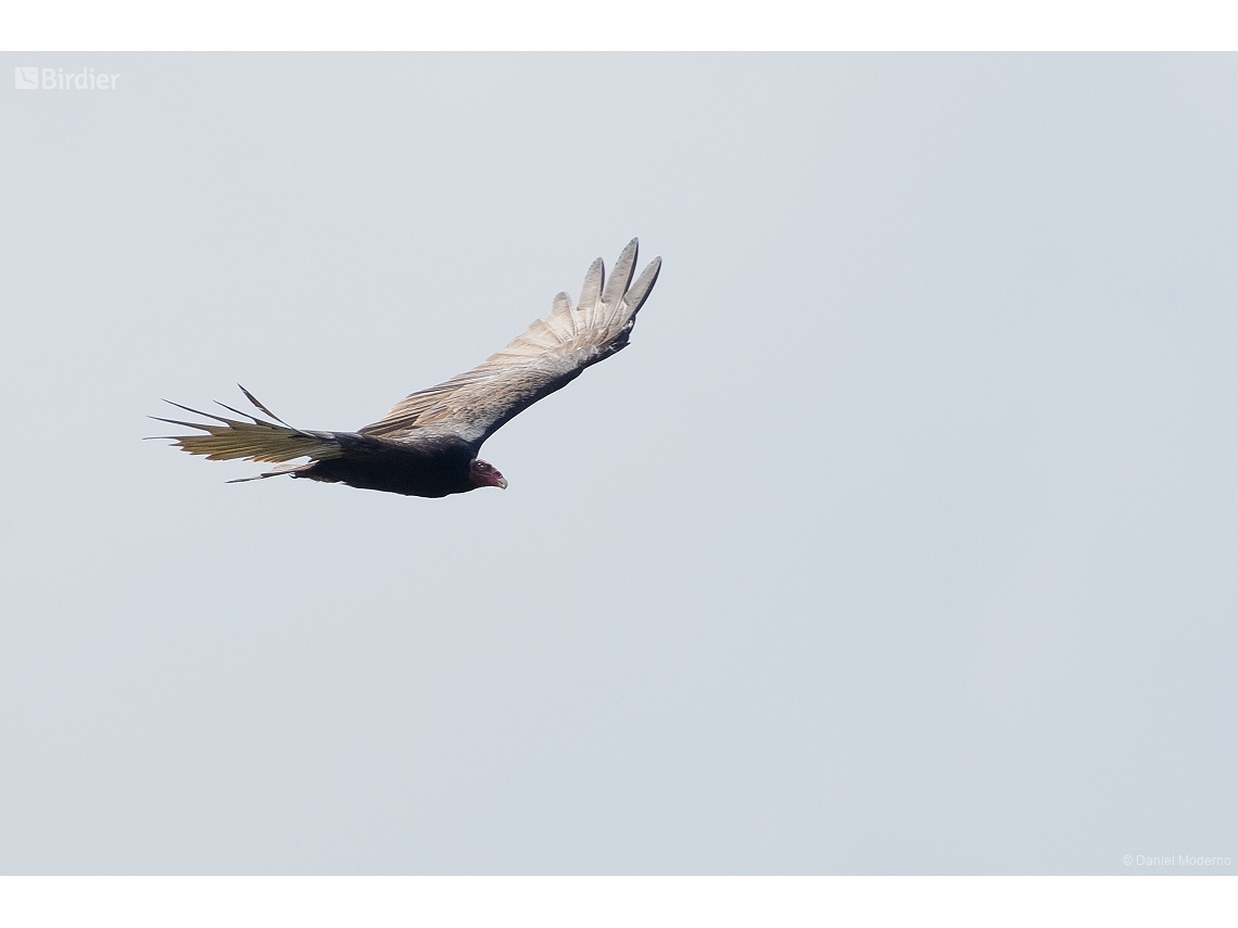 Cathartes aura
