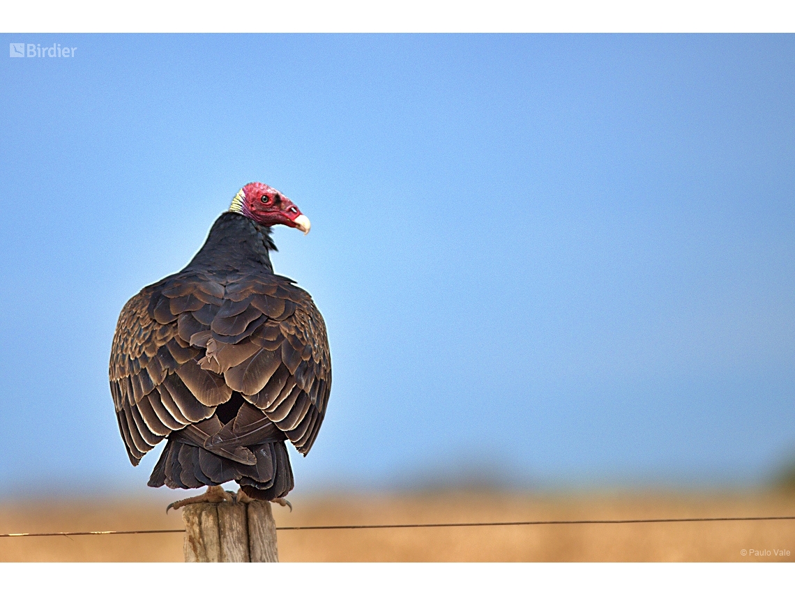 Cathartes aura