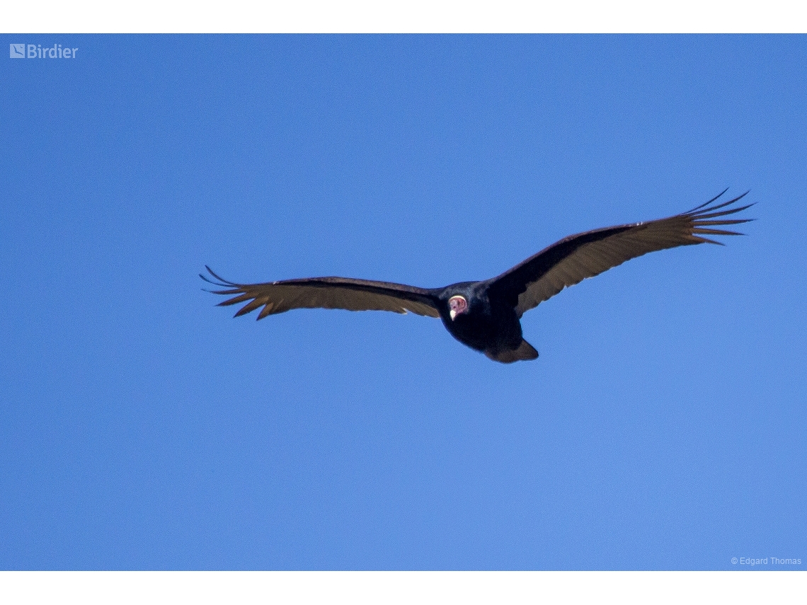 Cathartes aura