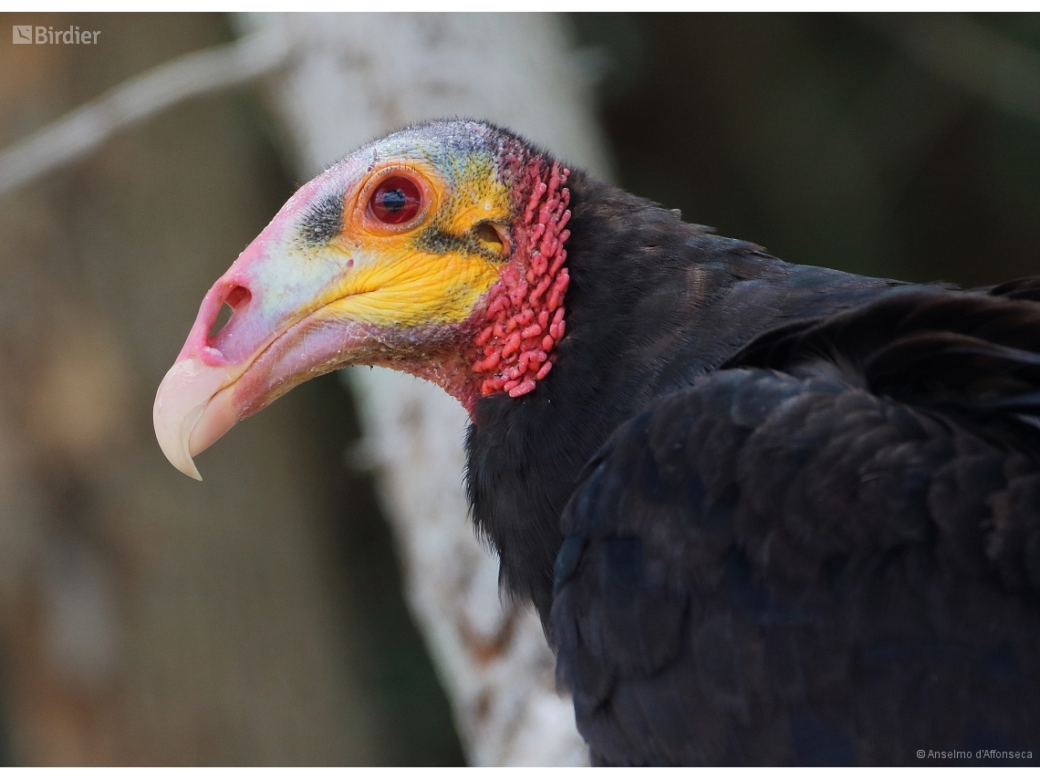 Cathartes burrovianus