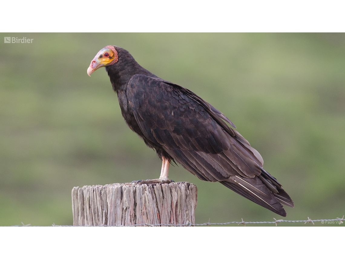 Cathartes burrovianus