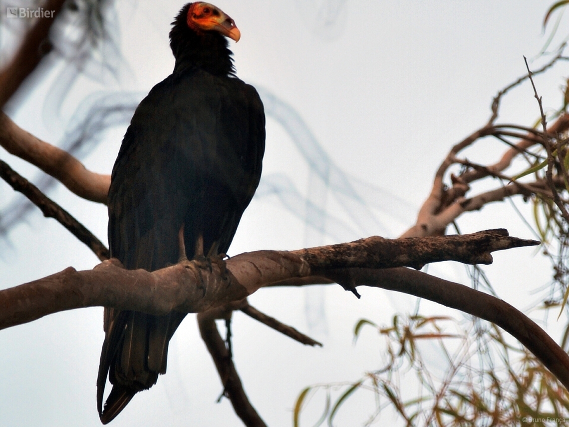 Cathartes burrovianus