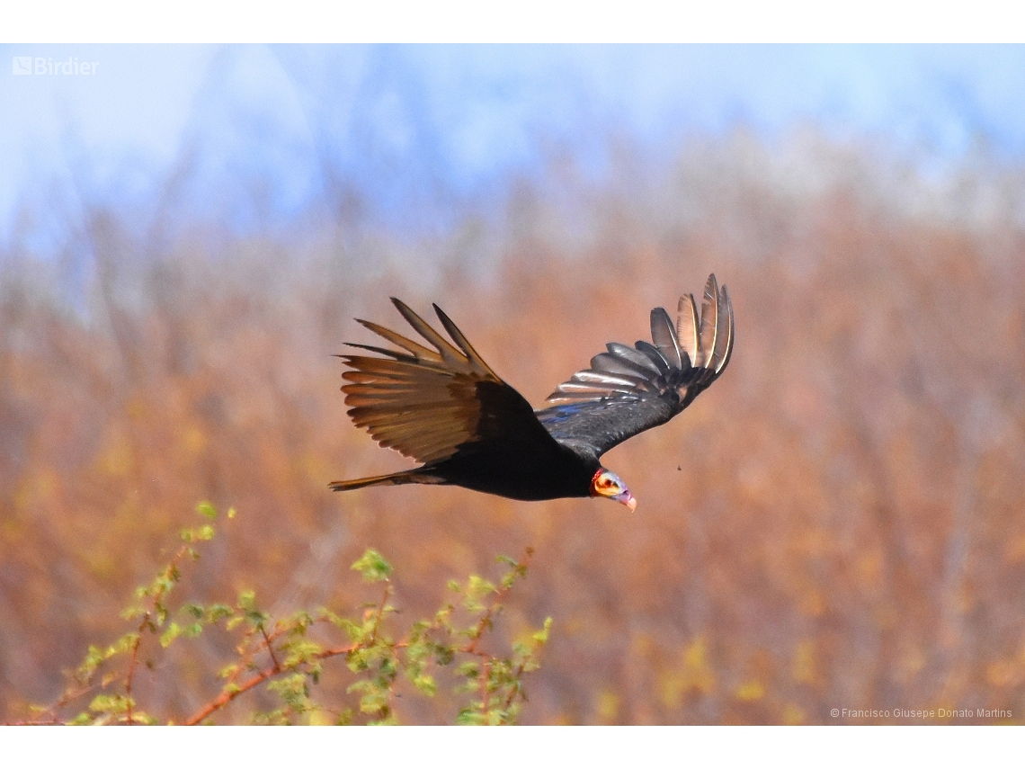 Cathartes burrovianus