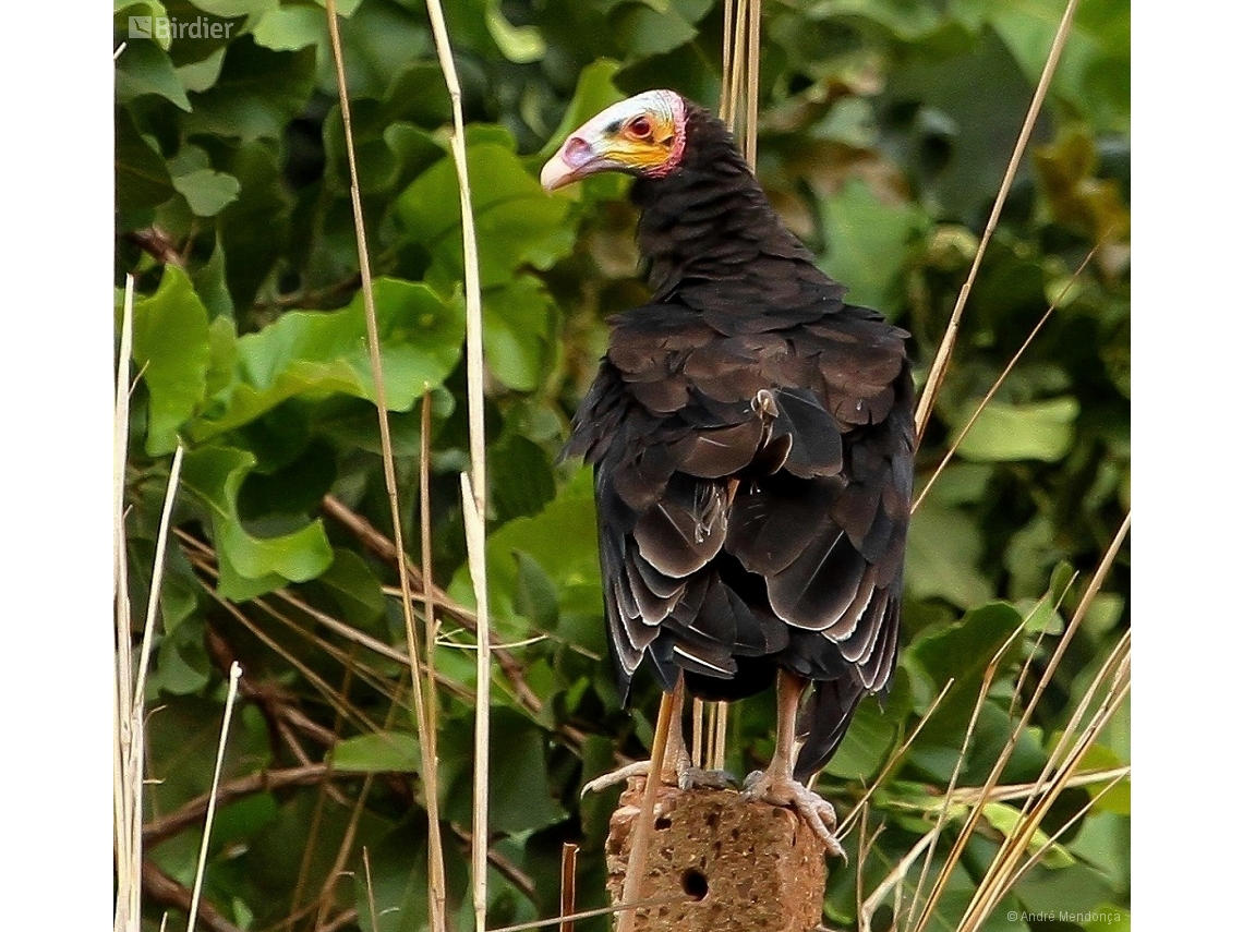 Cathartes burrovianus