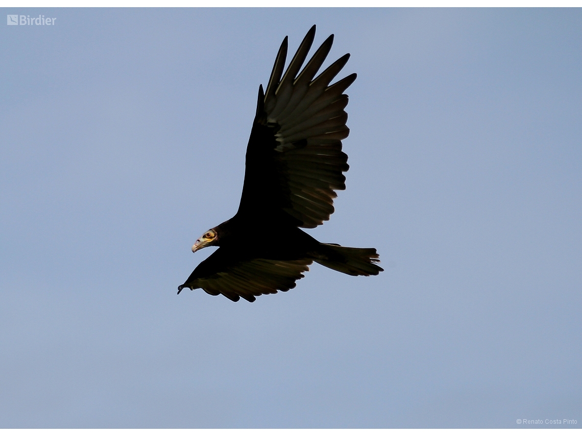 Cathartes burrovianus