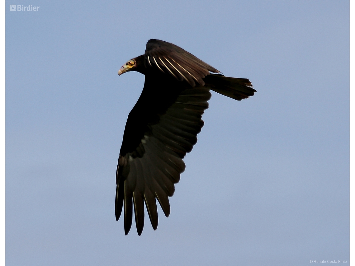 Cathartes burrovianus