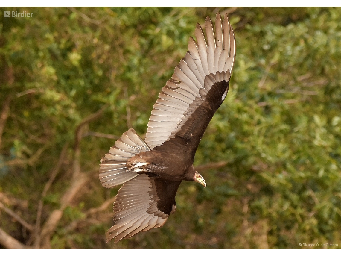 Cathartes burrovianus