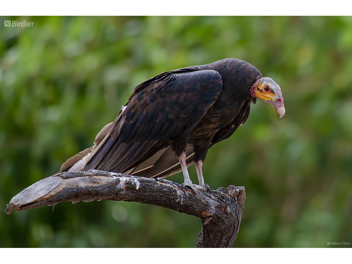 Cathartes burrovianus