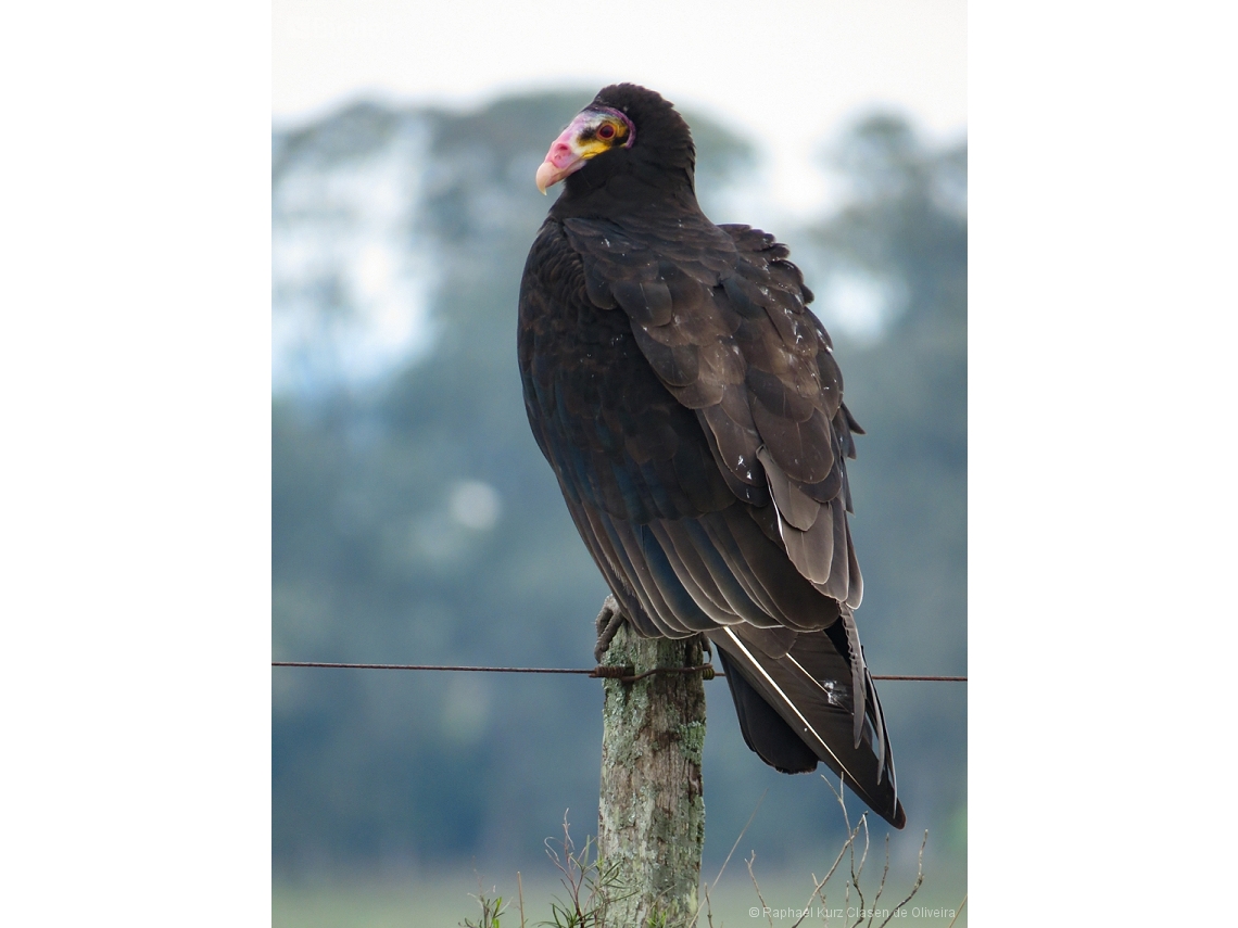 Cathartes burrovianus