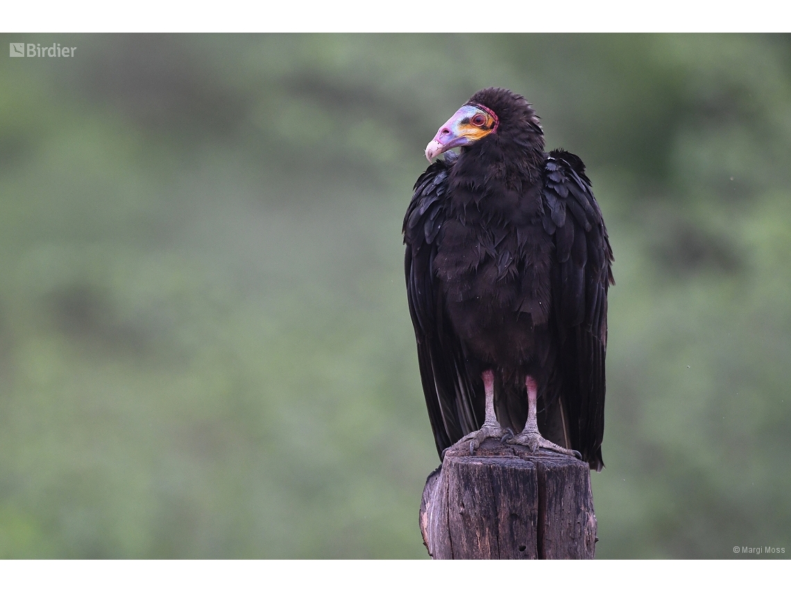 Cathartes burrovianus