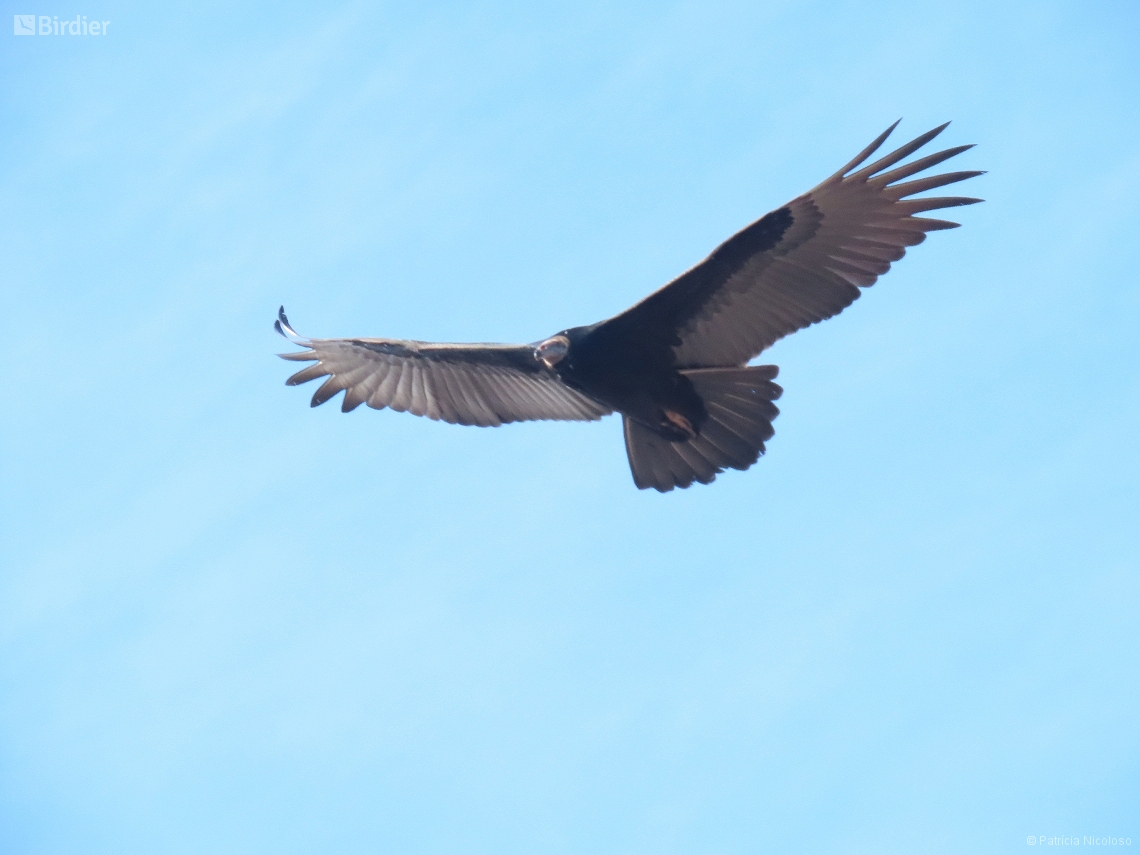 Cathartes burrovianus