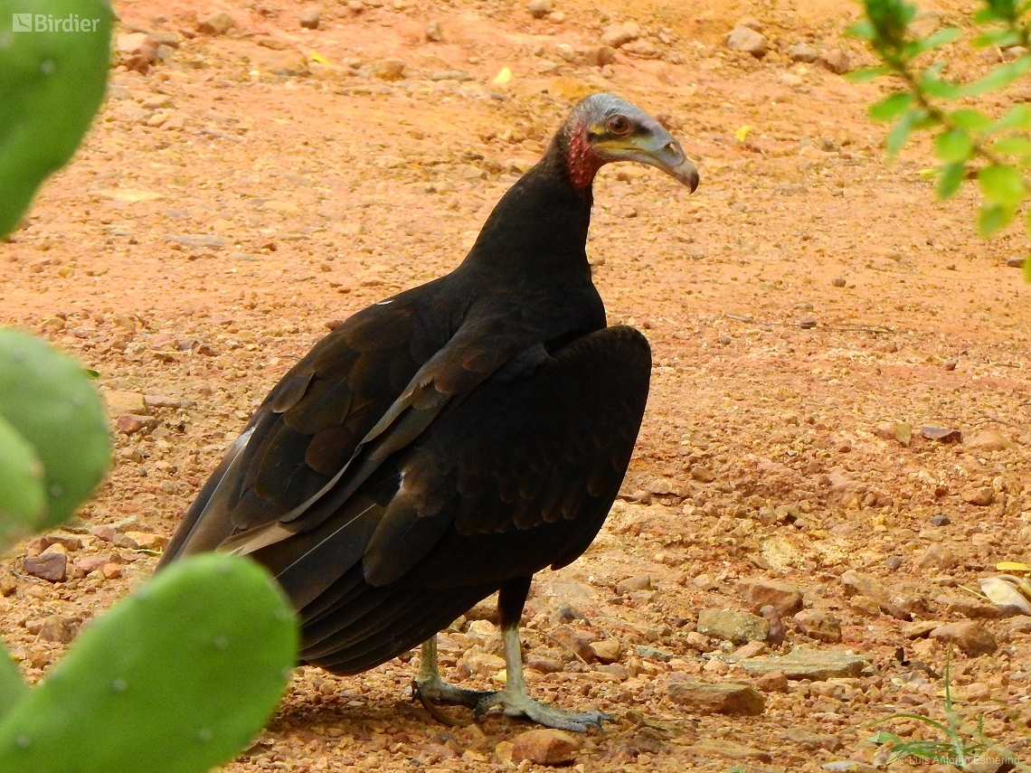 Cathartes burrovianus