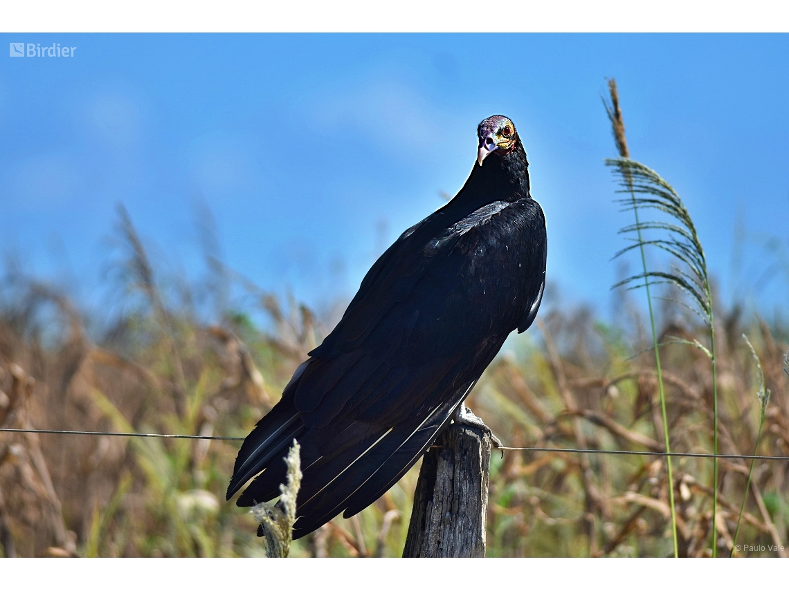 Cathartes burrovianus