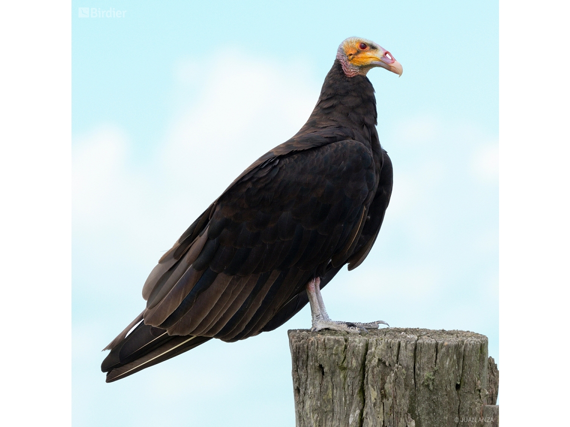 Cathartes burrovianus