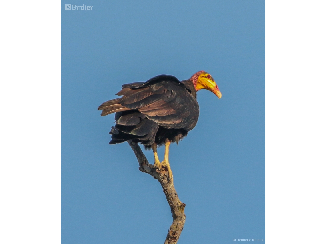 Cathartes melambrotus