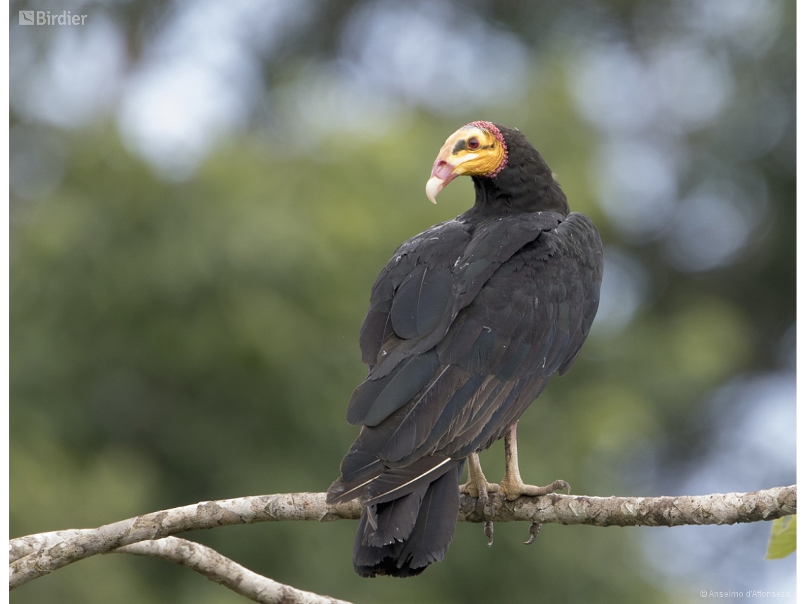 Cathartes melambrotus