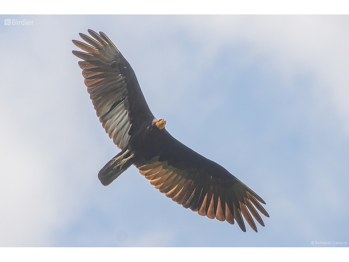 Cathartes melambrotus