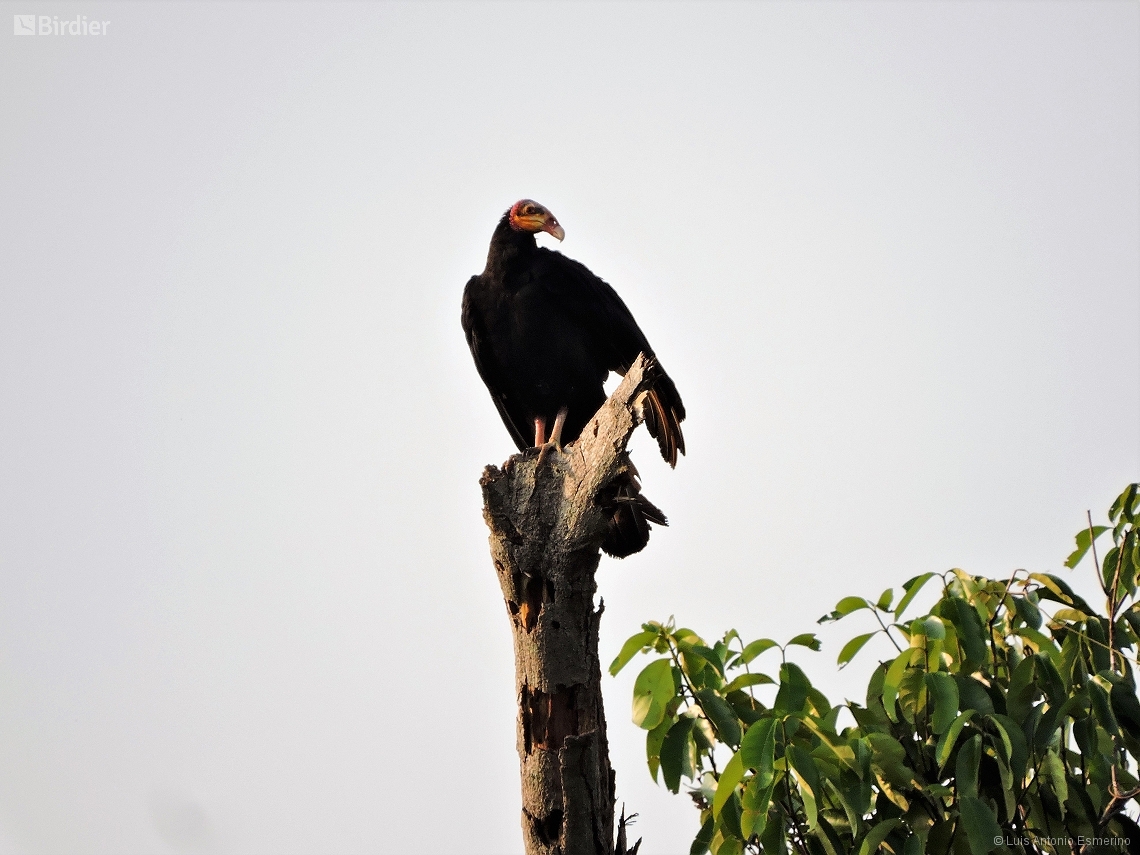 Cathartes melambrotus