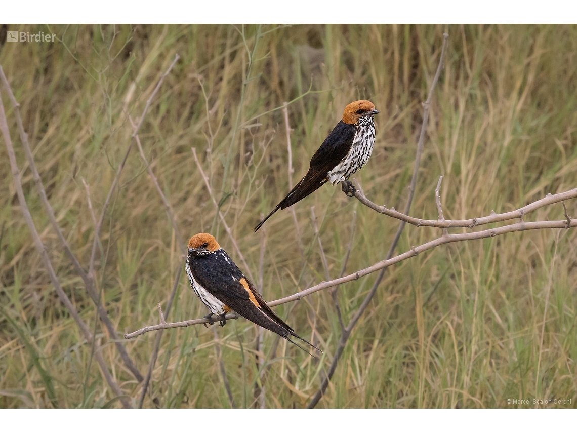 Cecropis abyssinica