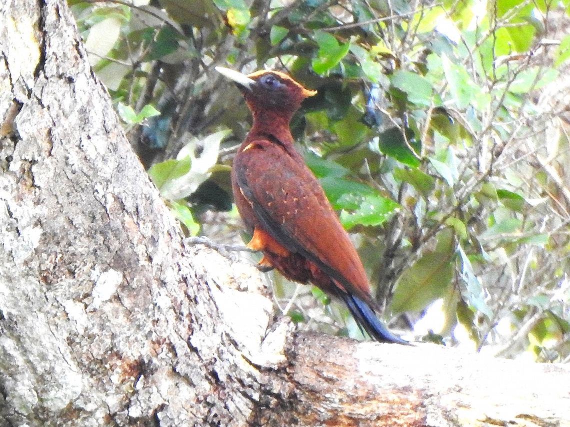 Celeus elegans
