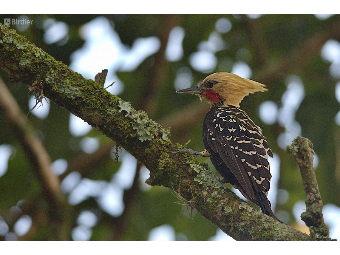 Celeus flavescens