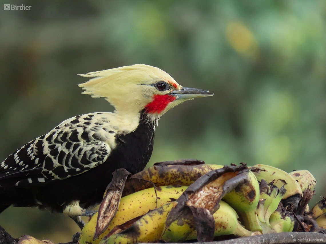 Celeus flavescens