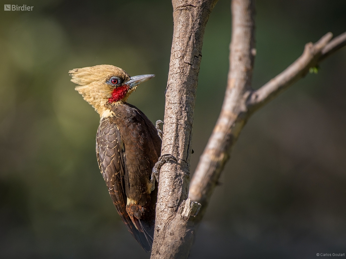 Celeus lugubris