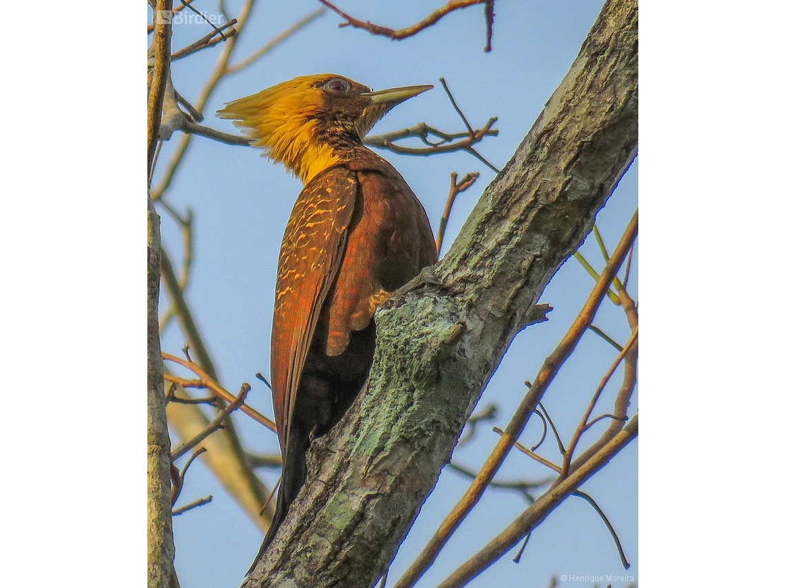Celeus lugubris