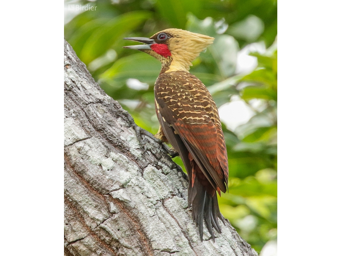 Celeus lugubris