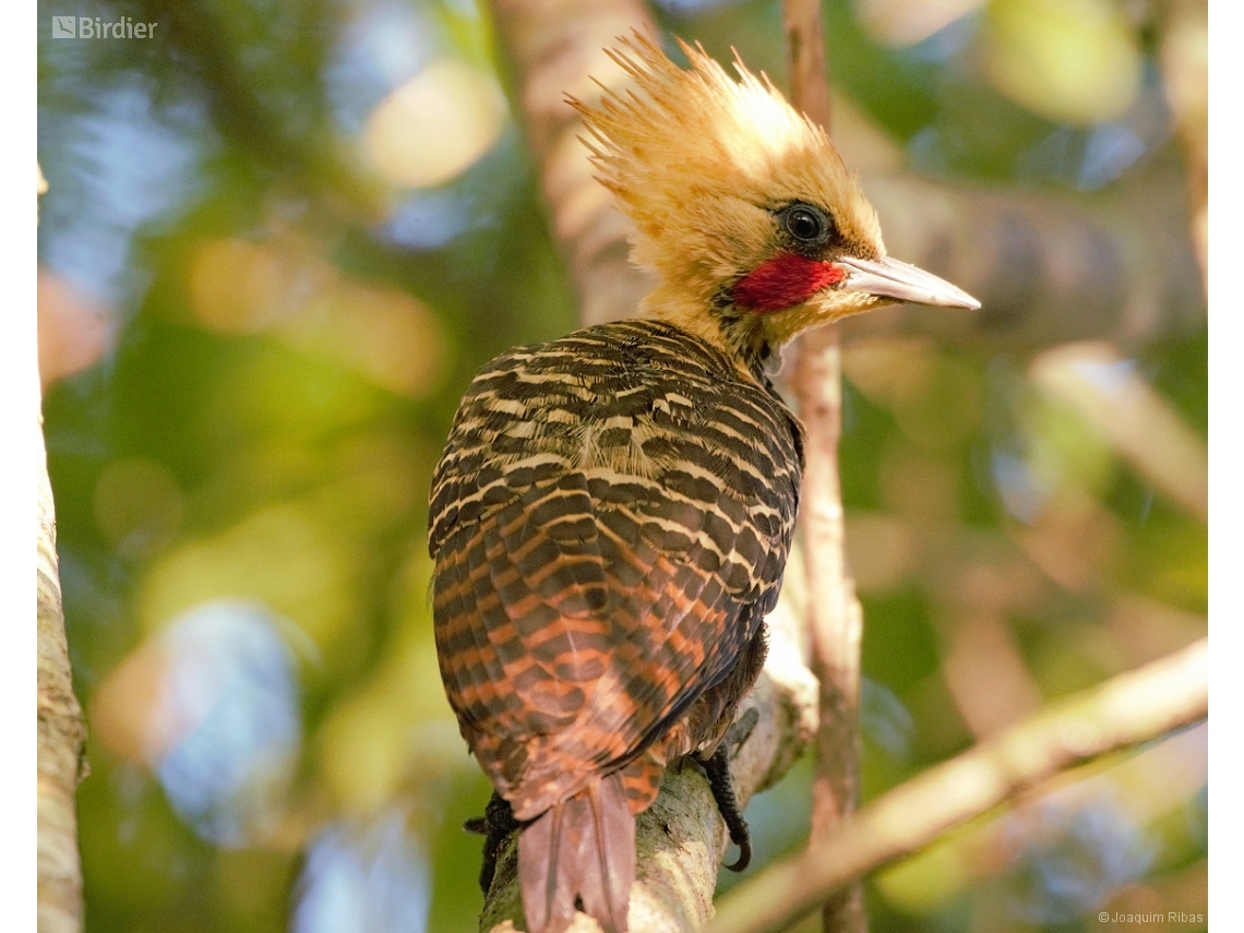 Celeus lugubris