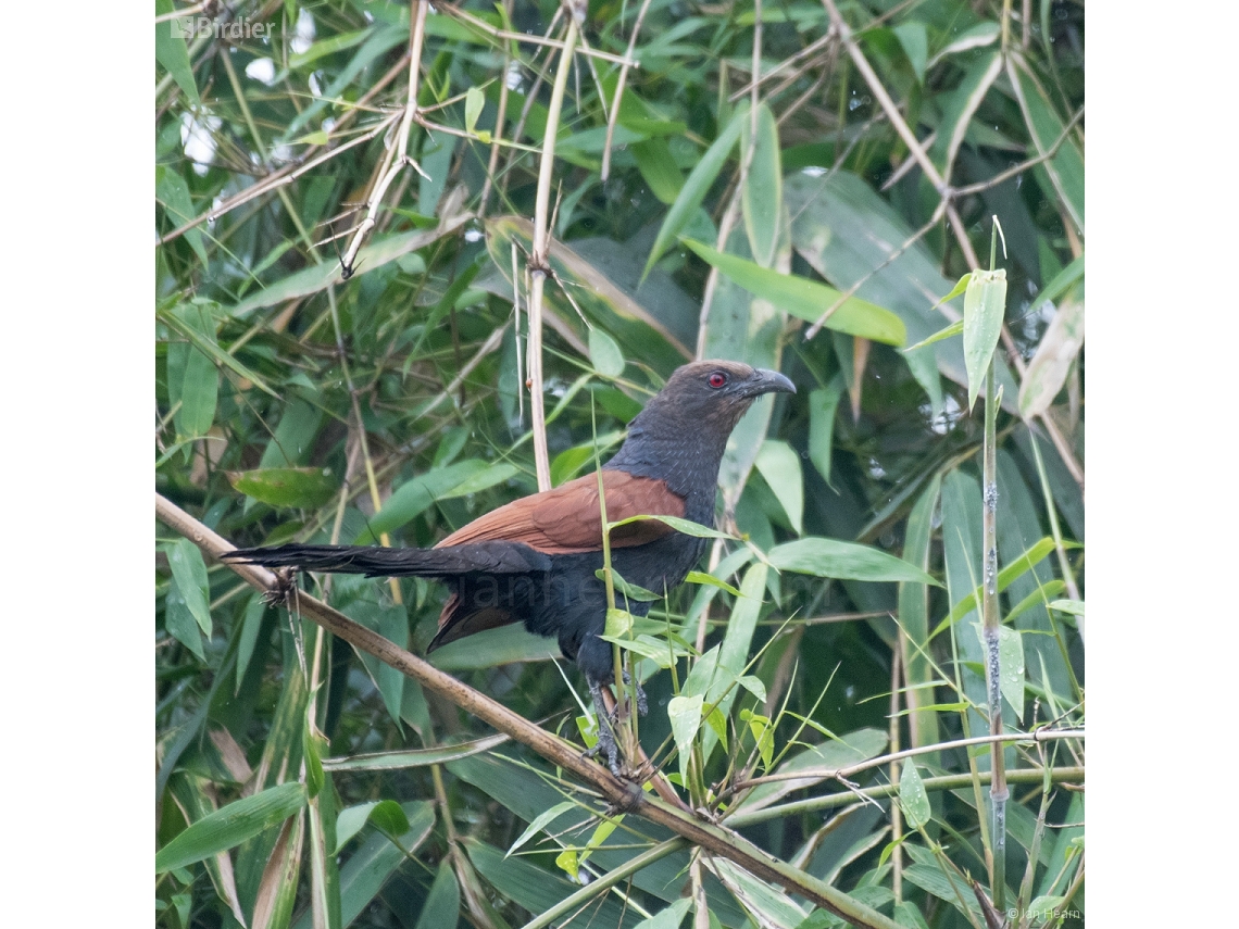 Centropus sinensis